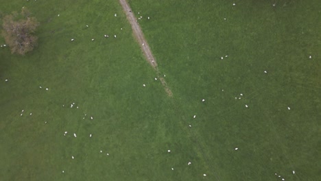 Overhead-Drohnenaufnahme-Von-Schafen,-Die-Sich-Auf-Dem-Feld-Ausbreiten