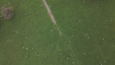 disparo aéreo de drones de ovejas esparcidas en el campo