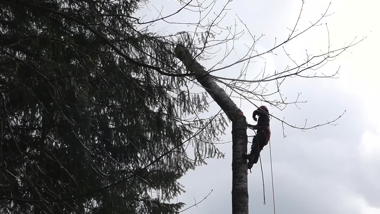 Mid shot of logger cutting and pushing a section of delimbed tree
