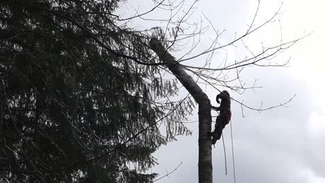 plano medio de un maderero cortando y empujando una sección de un árbol desramado