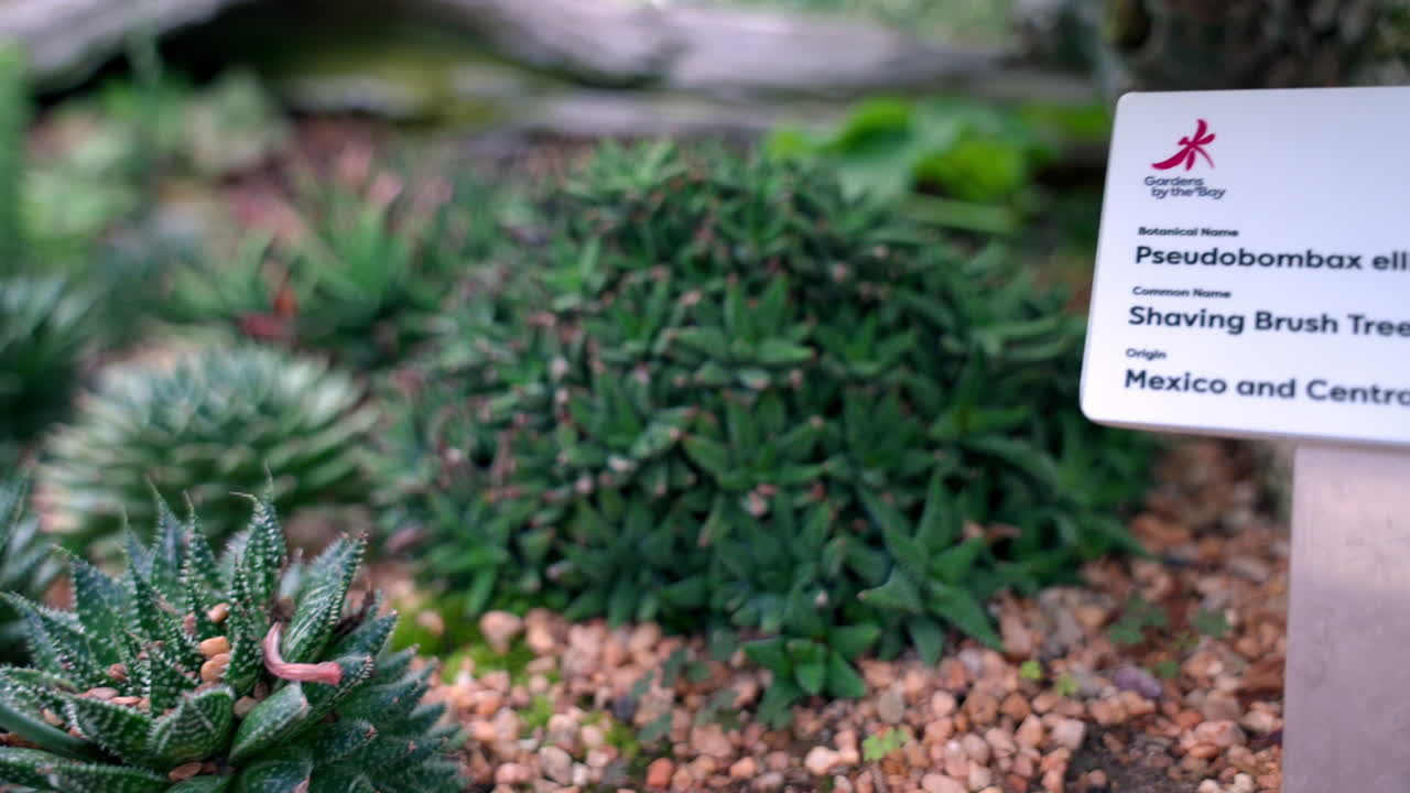 싱가포르 의 만 에 있는 정원 에서  ⁇ 는  ⁇ 질 나무