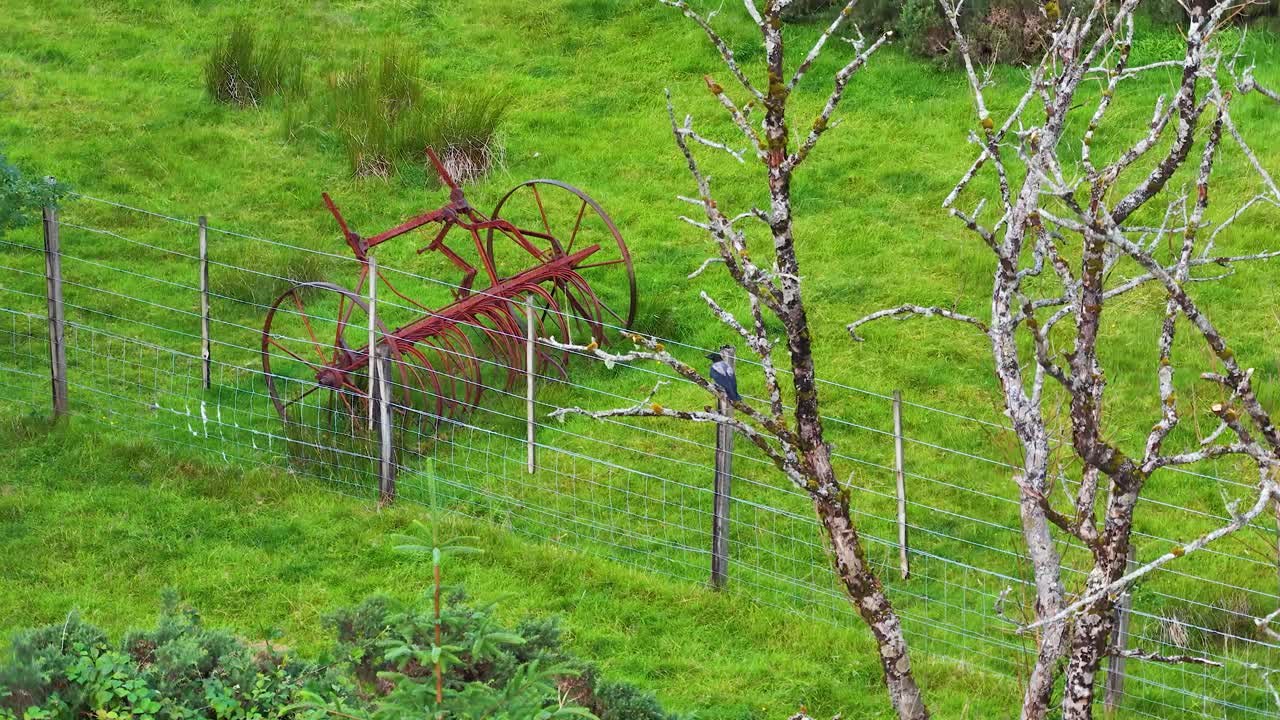 Small bird perches on rural fence post near old farm equipment in lush green grass
