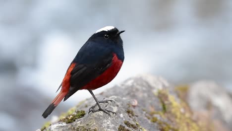 El-Colirrojo-De-Cabeza-Blanca-Es-Conocido-Por-Su-Hermosa-Corona-Blanca,-Alas-De-Color-Azul-Oscuro-Negruzco-Y-Marrón-Debajo-De-Las-Plumas-Y-Su-Cola-Comienza-Con-Rojo