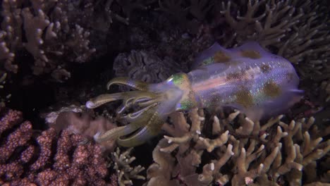 Big-fin-reef-squid-filmed-from-above-showing-vivid-colors-at-night-while-swimming-over-a-tropical-coral-reef