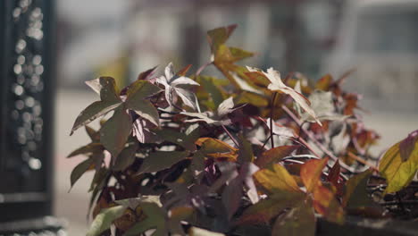 vívido primer plano de hojas coloridas balanceándose suavemente en la brisa, con un fondo urbano borroso y figuras indistintas que pasan