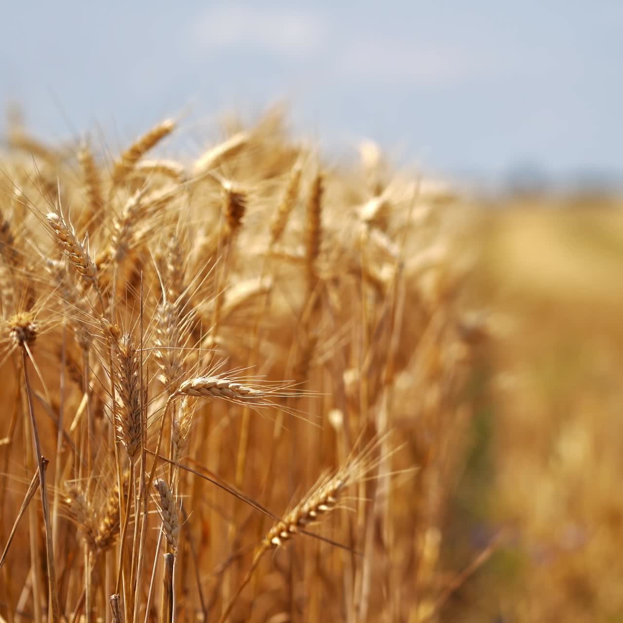 Rural scene of agricultural plants. Ripe spikelets of wheat swinging by wind on field. Golden ears of dry wheat on blur background. Close-up