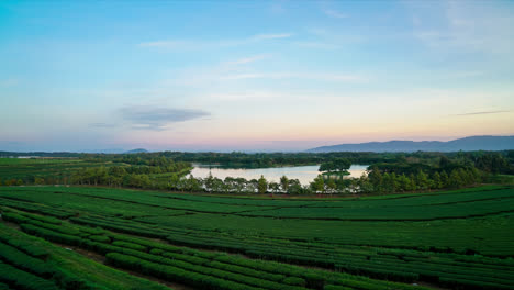 timelapse  tea plantation on mountain