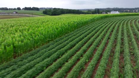 low drone flight over cultivated farm fields in american countryside