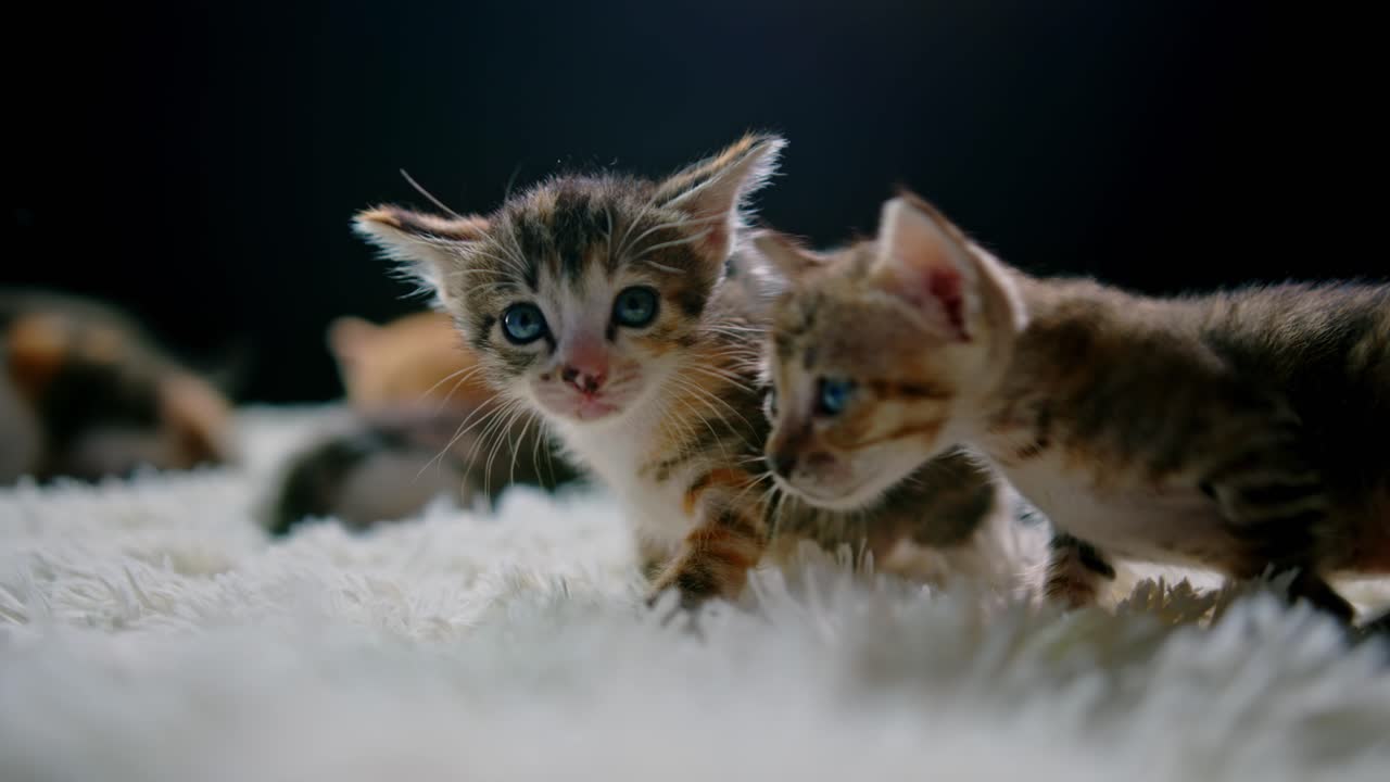 Adorabili gattini