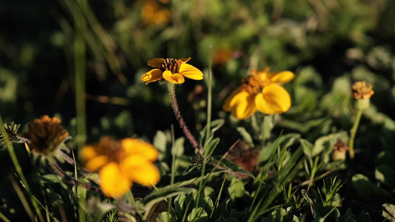 primer plano de pequeñas flores amarillas que florecen al sol con una suave brisa que sopla en las hierbas circundantes