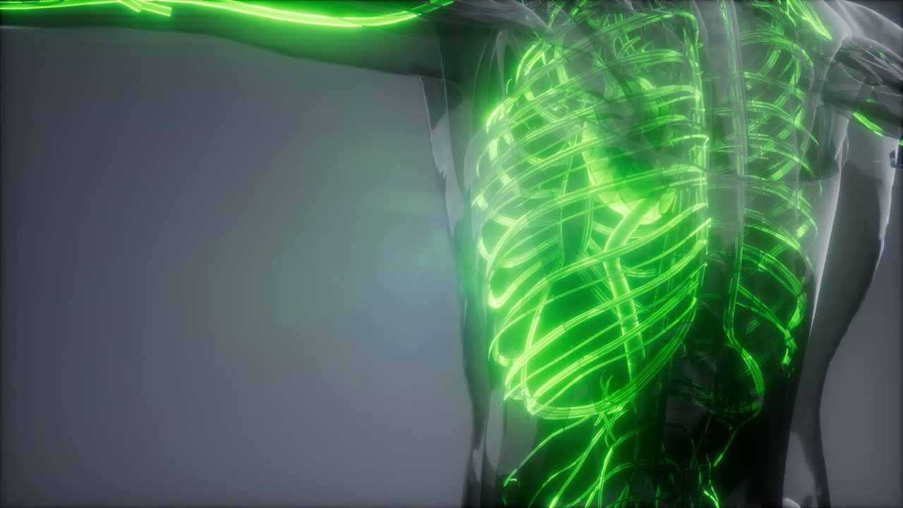 vasos sanguíneos del cuerpo humano