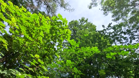 leaves and branches sway under the sky