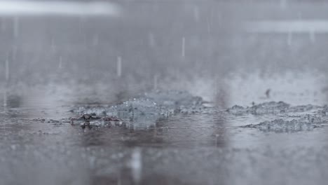 couple-of-frogs-standing-still-in-a-lake-during-a-snowfall