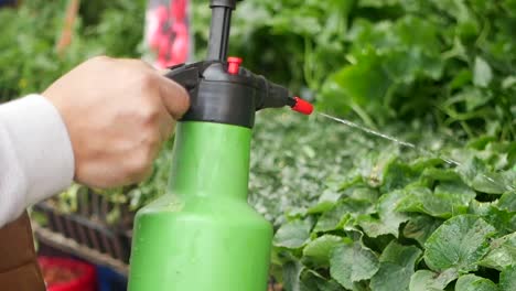watering plants with a spray bottle