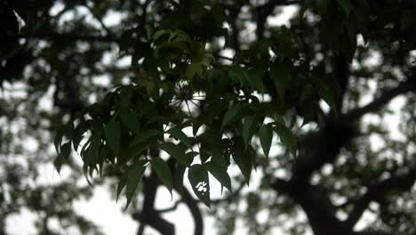 A-person-yanking-a-leafy-tree-branch-in-a-serene-outdoor-setting