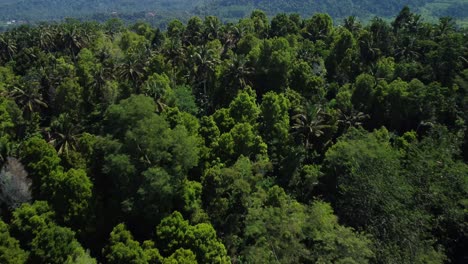 Aerial-View-Over-Jungle-Trees-and-Paddy-Terrace-Fields-in-Sidemen,-Bali,-Indonesia