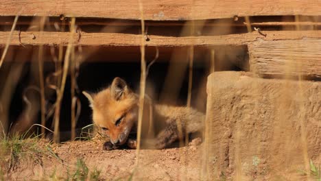 An-American-Red-Fox-cub-looks-towards-the-camera-while-curled-up-on-the-floor-near-underneath-an-urban-structure-as-it-tries-to-eat-a-grass-blade