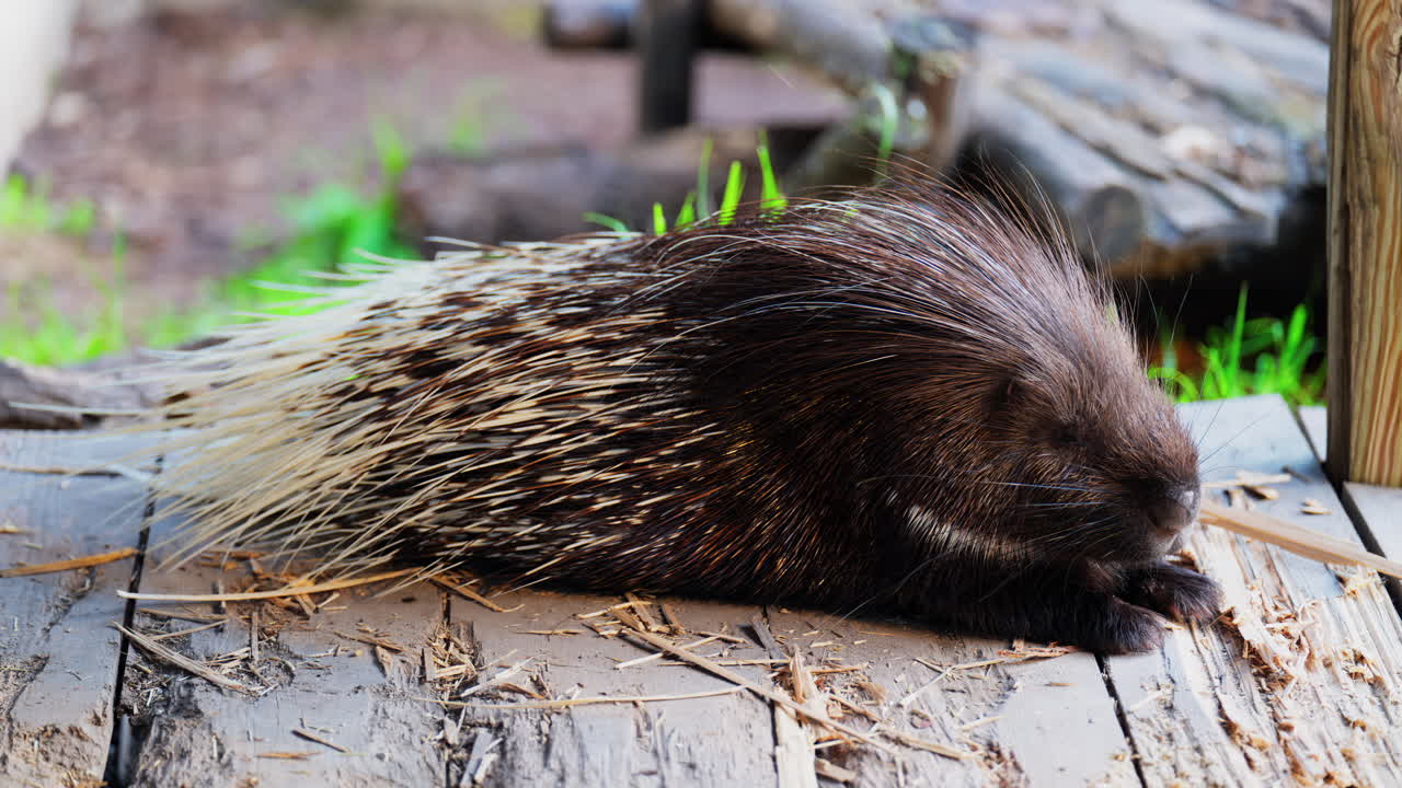 Close up of a porcupine eating while sitting on a wooden platform at the zoo