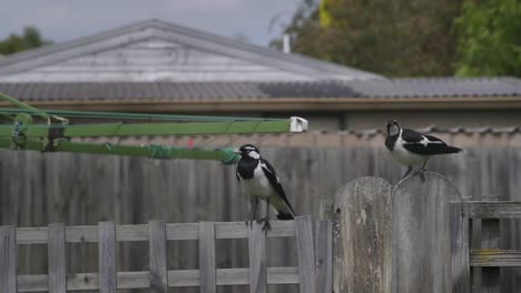magpie-lark mudlark y juvenil posado en la valla en el jardín de australia maffra gippsland victoria cámara lenta durante el día