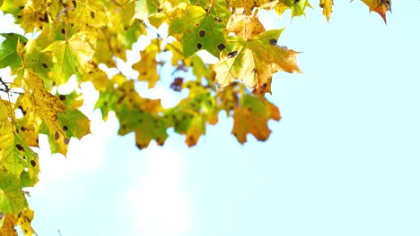 Hojas-De-Arce-Otoñales-De-Color-Amarillo-Brillante-Con-Manchas-Marrones-Oscuras,-Enfermedad-De-Marple