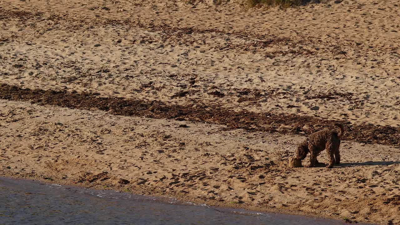 멜버른 의 해변 을 즐기는 개
