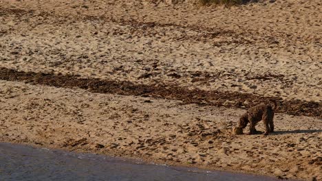 a dog enjoys a beach in melbourne