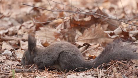 white-bellied eurasian gray squirrel eating nut - side view close-up