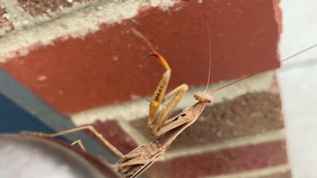 una mantis religiosa se esconde en la manija de una puerta y mira la cámara
