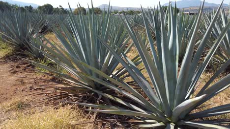 diferentes plantas de agave azul en el campo agrícola