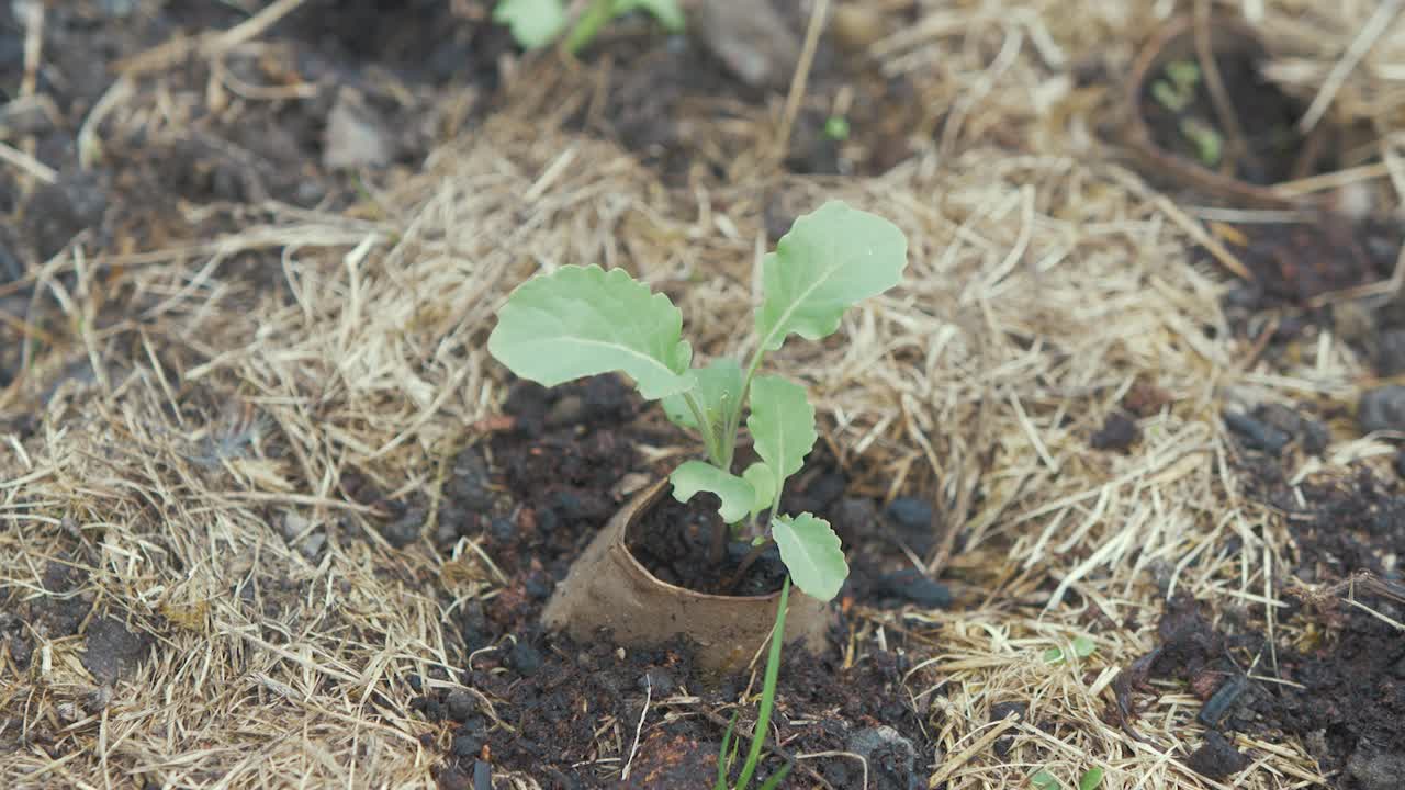 brócoli cultivado en tubo de cartón y trasplantado al aire libre