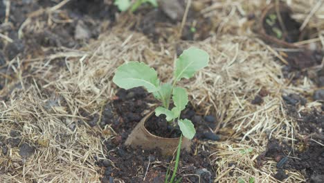 broccoli grown in cardboard tube and transplanted outdoor