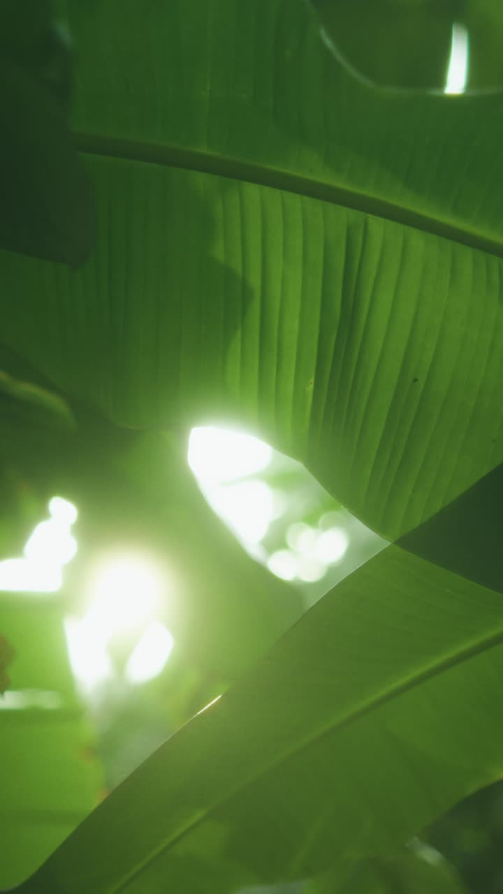 Slow motion pan over large banana leaves (Musa spp.) with sunlight shining through, casting soft patterns of light and shadow, capturing the natural beauty and calm atmosphere of tropical greenery