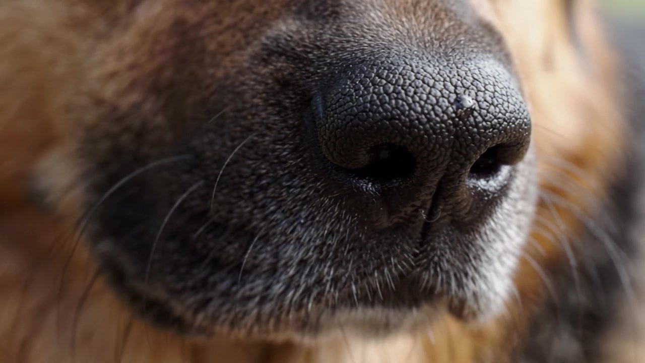 犬の鼻のクローズアップ：その鼻先の独特な質感と特徴を捉えた魅力的な2枚のフレーム。