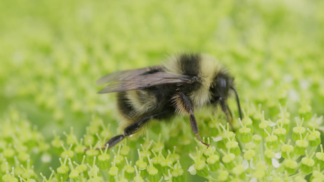 el abejorro interactúa con flores vibrantes en un entorno natural durante las horas soleadas de la tarde