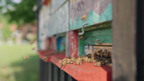 honey bees entering wooden beehives, placed in the garden, close up shot