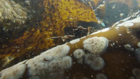 small crab living on the blade of a giant kelp algae