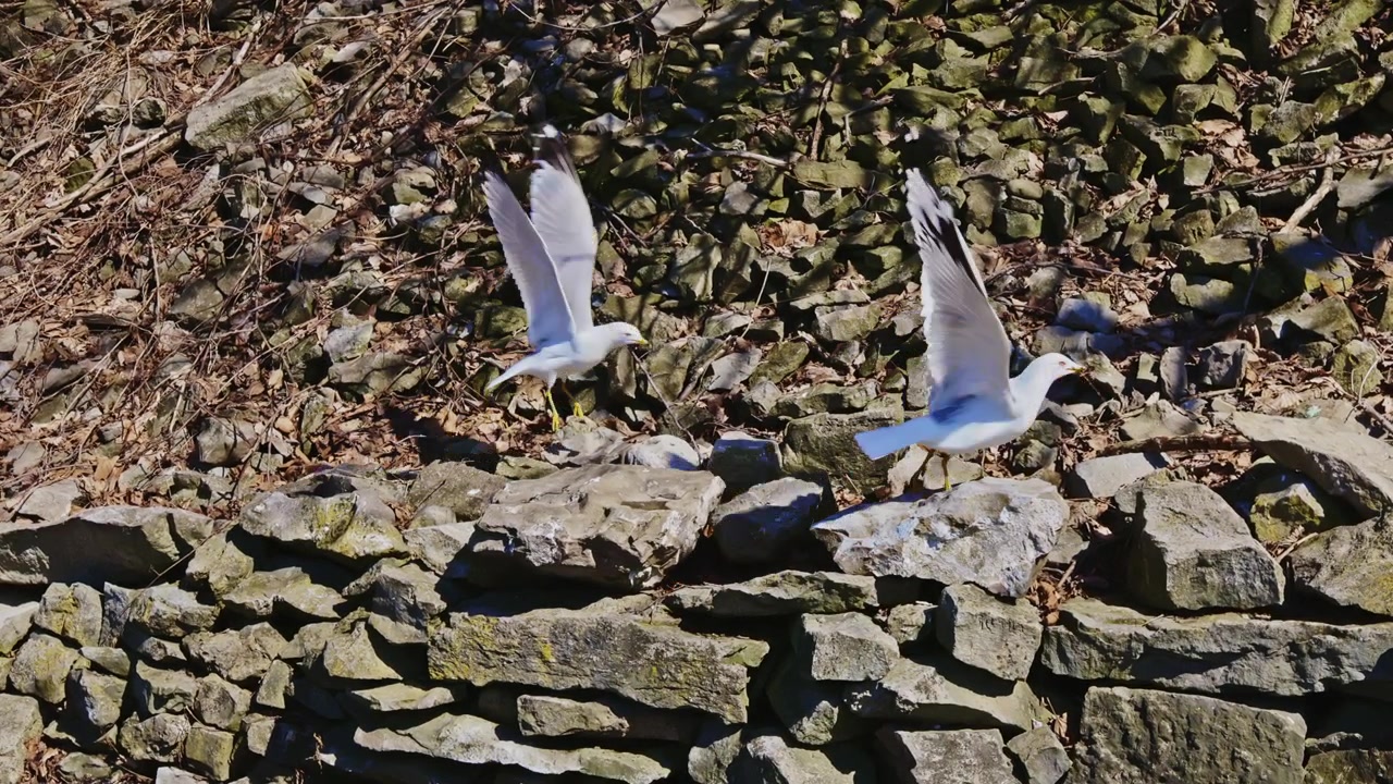 Gabbiani in volo vicino a un muro di pietra in un ambiente naturale durante una giornata di sole all'inizio della primavera