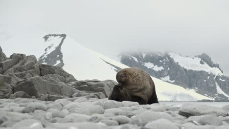 Smooth-dolly-move-past-a-sea-lion-on-Antarctic-beach