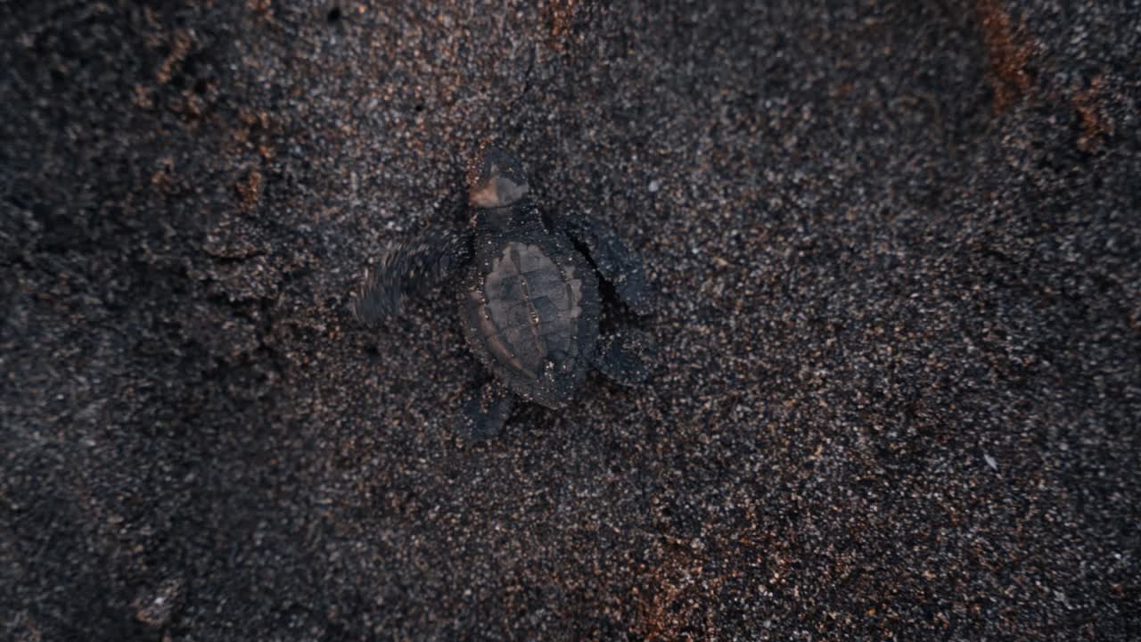Tiny turtle struggle to reach ocean on sandy beach, top down view