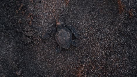 Pequeña-Tortuga-Lucha-Por-Llegar-Al-Océano-En-La-Playa-De-Arena,-Vista-De-Arriba-Hacia-Abajo