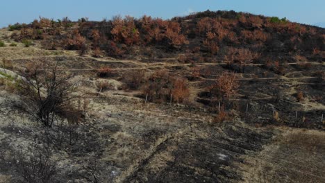arbustos y árboles quemados en una colina después del fuego, cenizas negras y hierba seca