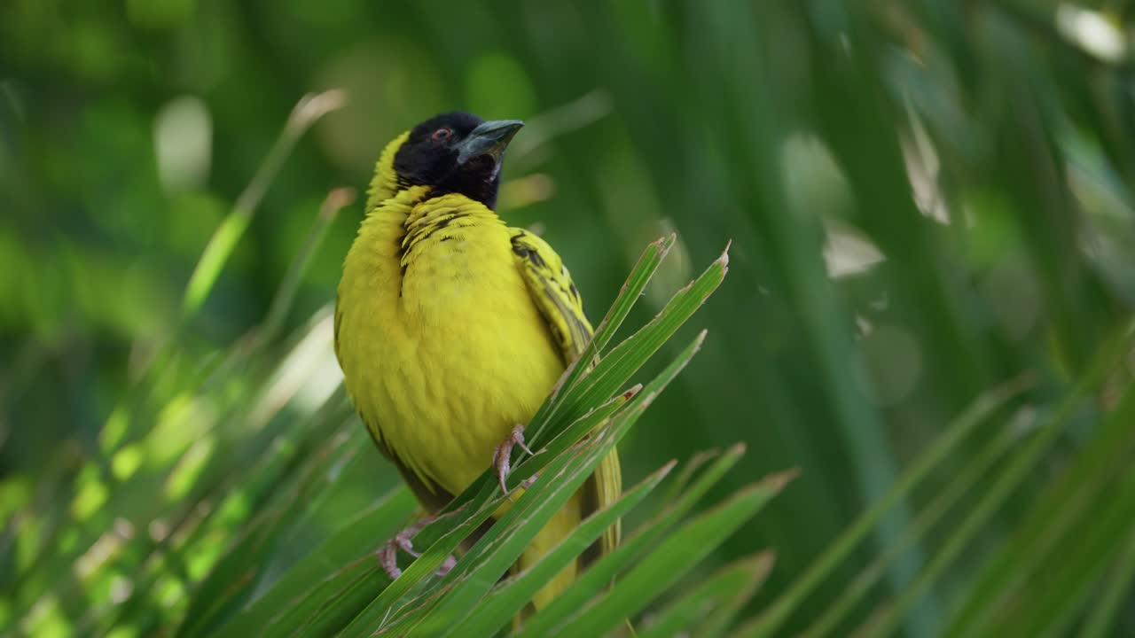 웨이버 버드 (weaver bird) 가 날아가는 01