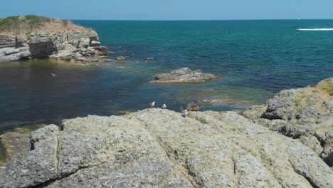 sea gulls on a sea rock in aerial panning arc fhd shot - lozenets, bulgaria