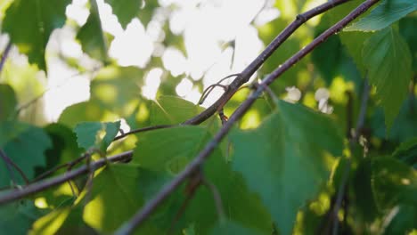 Sunset-between-birch-leaves.-Green-forest