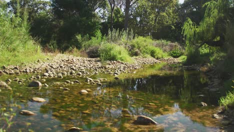 view of a river in a forest on a sunny day