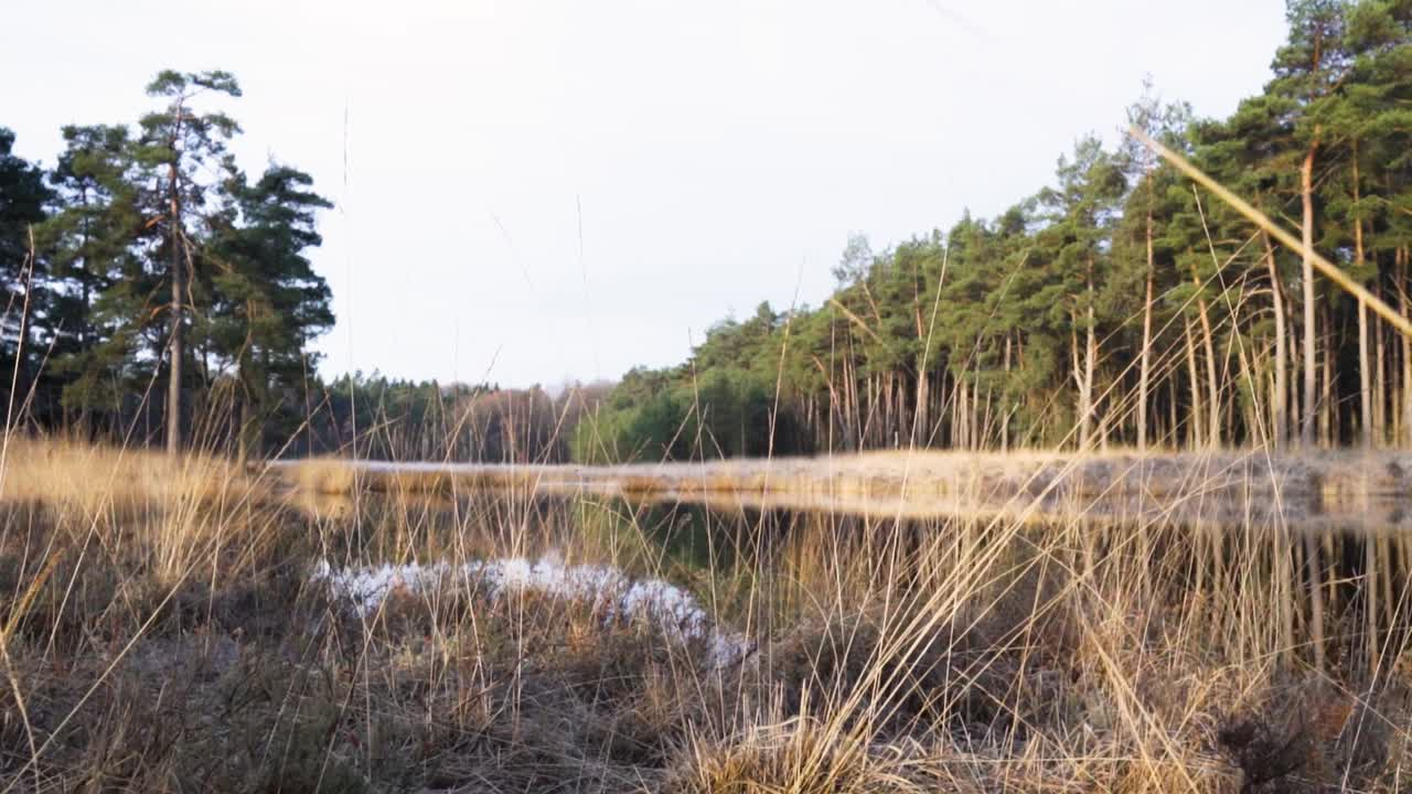 Winter Forest Landscape with Pond Reflection