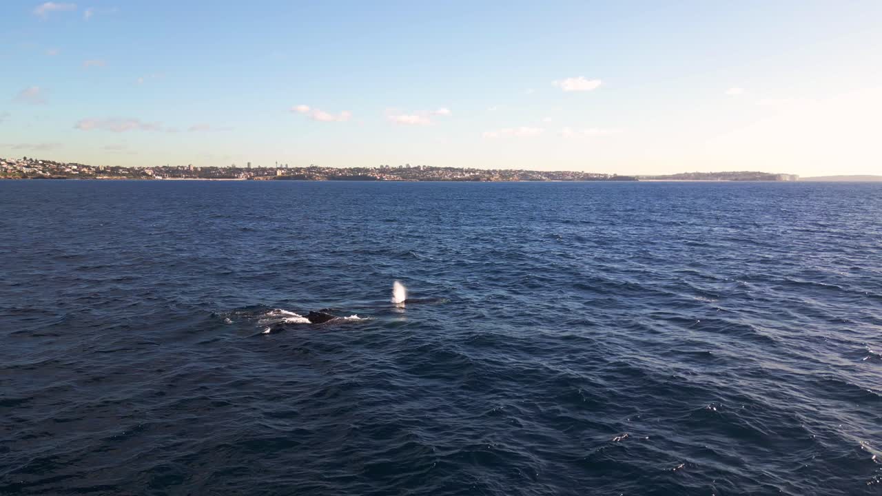 una manada de ballenas jorobadas respirando y soplando el chorro de agua con la isla de la playa de maroubra en el fondo en la costa de sídney y el océano pacífico