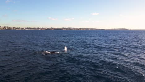 una manada de ballenas jorobadas respirando y soplando el chorro de agua con la isla de la playa de maroubra en el fondo en la costa de sídney y el océano pacífico
