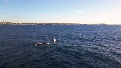 pod of humpback whales breathing and blowing the water spout with maroubra beach island in the background at sydney coastal and pacific ocean