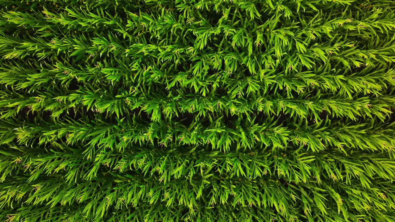Static cinematic shot of green cornfield in USA swaying peacefully in breeze